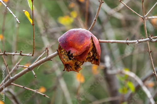 Diseased pomegranate fruit on the tree
