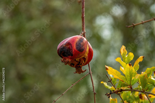 Diseased pomegranate fruit on the tree
