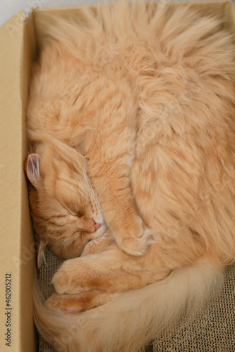 箱の中で寝る猫（マンチカン）