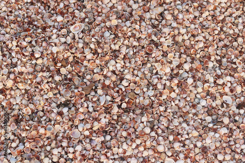 Summer background of wet shells on beach with various shells, including whole shells and broken shells at dawn in soft sunlight for travel advertisement or summer vacation to sea or to ocean