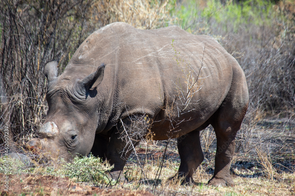 Obraz premium rhino in the wild