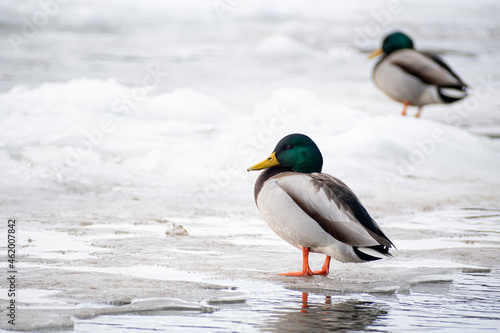 Male ducks on ice of Neris river, Vilnius, Lithuania. Wild birds in winter. Anas platyrhynchos in Latin. Selective focus on the bird, blurred background.