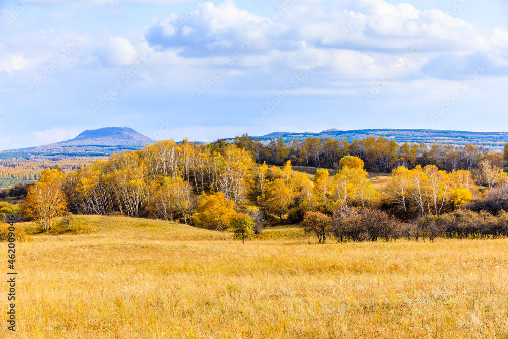 Birch tree forest scenery in autumn.wulan butong grassland,Inner Mongolia,China.
