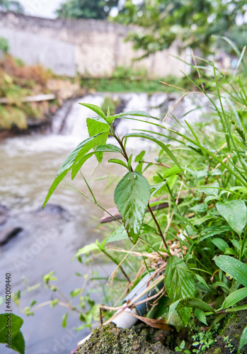 Close-up of wild plants near fresh river. Beautiful flowers grow wild near the river.