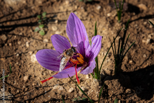 Bee on saffron flower