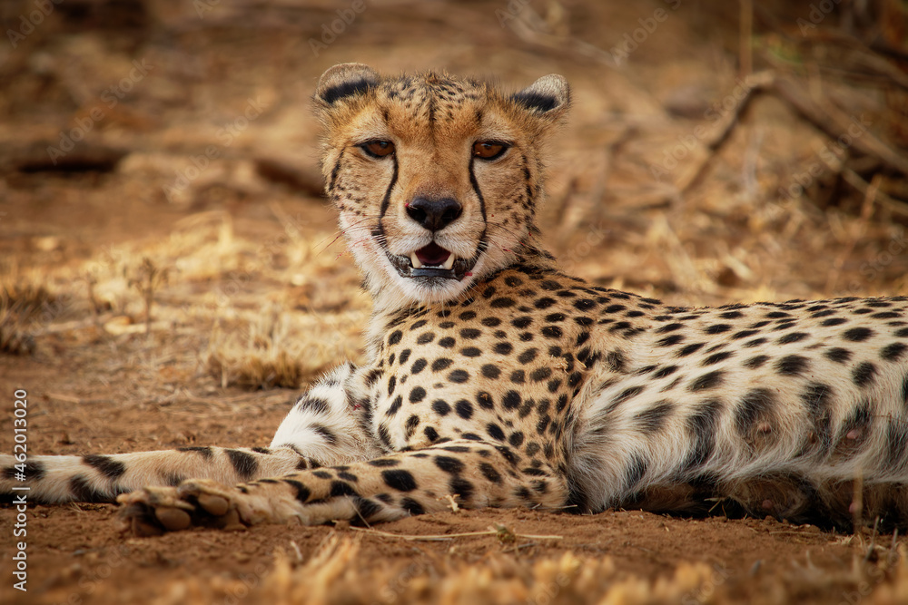 Cheetah - Acinonyx jubatus large cat native to Africa and central Iran. It  is the fastest land