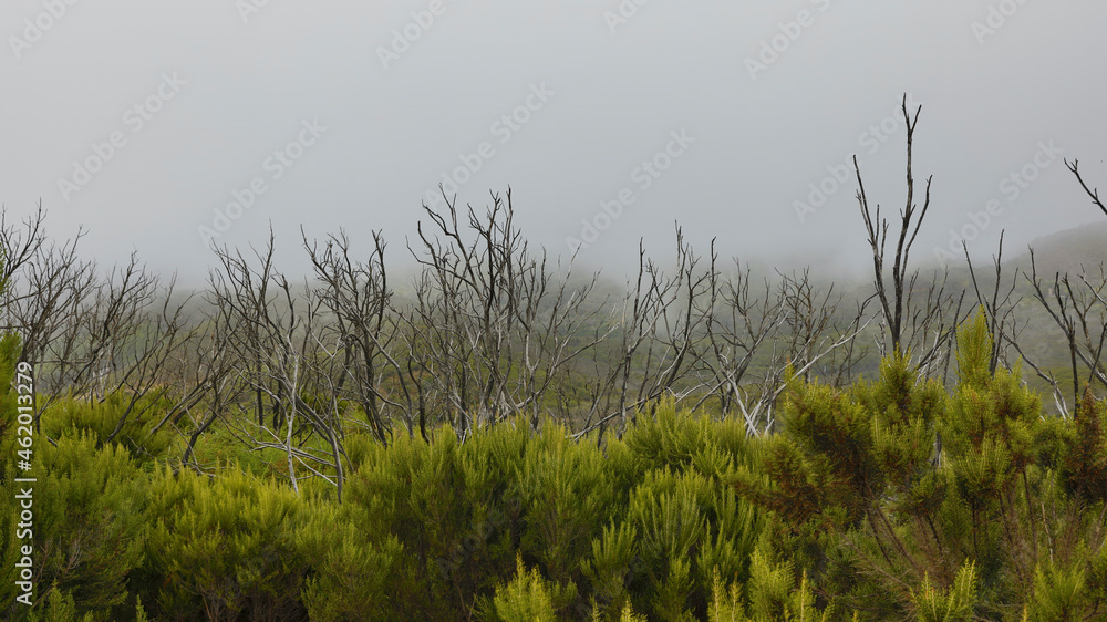 Obraz premium The evergreen cloud forest Garajonay with its incomparable atmosphere inspires in the heart of the Canary Island of La Gomera with the highest mountain Alto de Garajonay. 