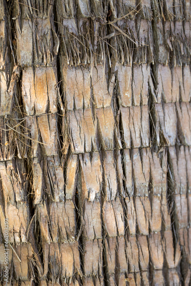 bark of tree. Wooden texture for design. bark of tree. Wooden texture for design.