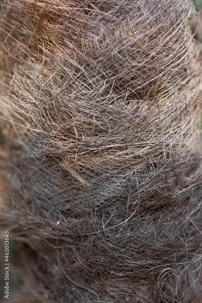 hairy texture of palm tree trunk close up hairy texture of palm tree trunk close up