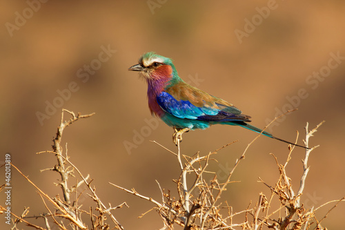 Lilac-breasted Roller - Coracias caudatus - colorful magenta, blue, green bird in Africa, widely distributed in sub-Saharan Africa, vagrant to the Arabian Peninsula, prefers open woodland and savanna photo