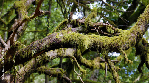 The evergreen cloud forest Garajonay with its incomparable atmosphere inspires in the heart of the Canary Island of La Gomera with the highest mountain Alto de Garajonay. 