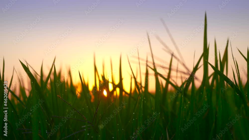 Rice Field In The Sunny Morning Rice Field In The Sunny Morning
