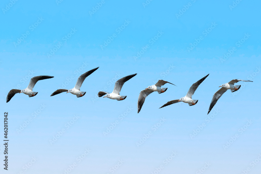 A flying seagull. A flying seagull.