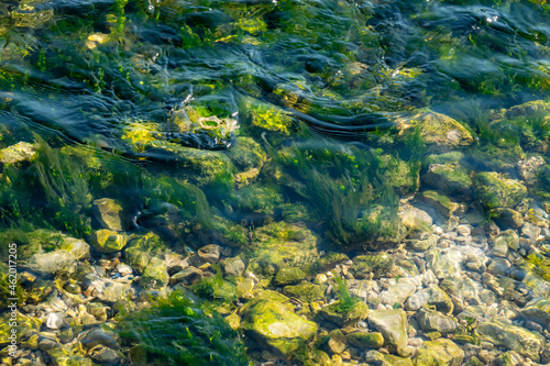 Algae in the water on the shore of the sea.