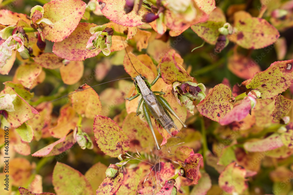Grasshopper Grasshopper