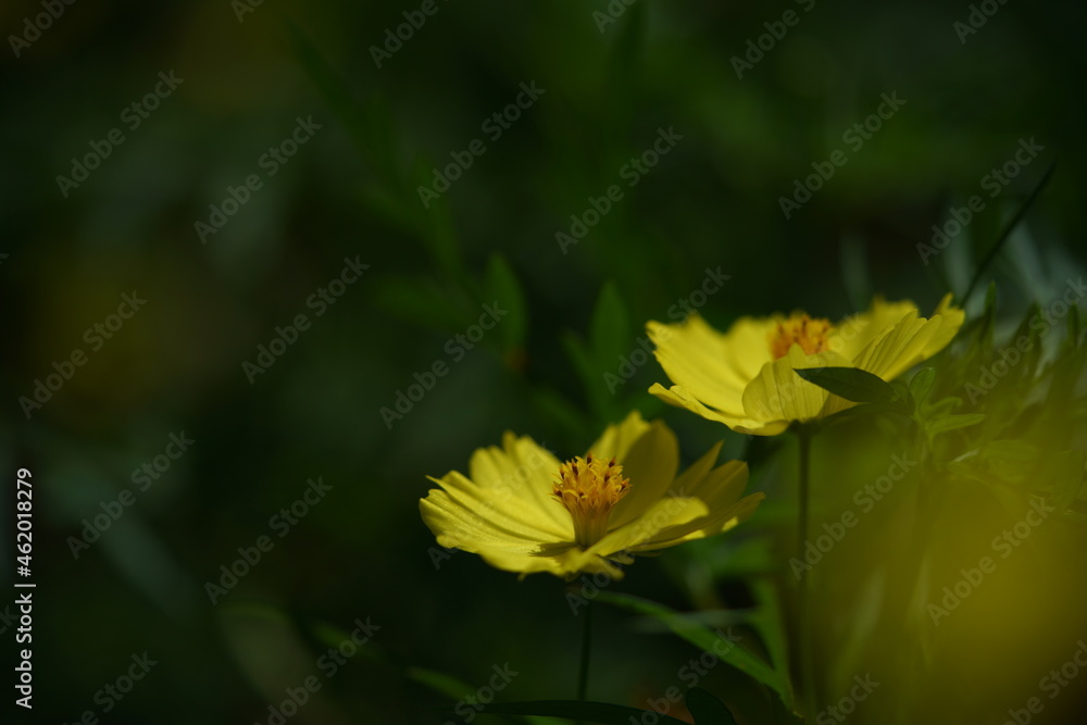 Light Yellow Flower of Cosmos in Full Bloom
Light Yellow Flower of Cosmos in Full Bloom