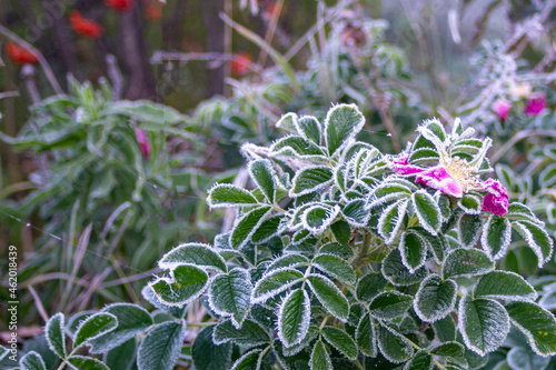 frosty pattern on green leaves