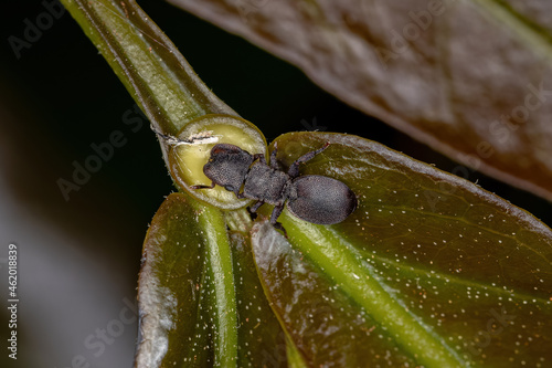 Small Adult Black Turtle Ant photo