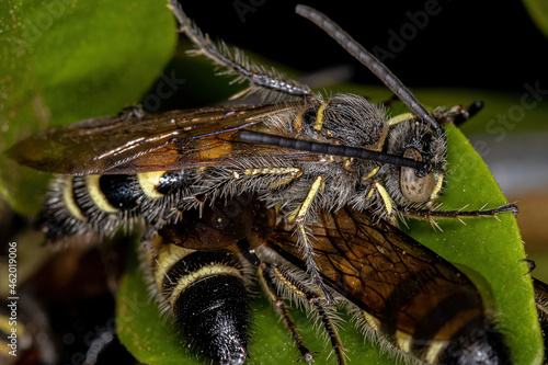 Adult Scoliid Wasps photo