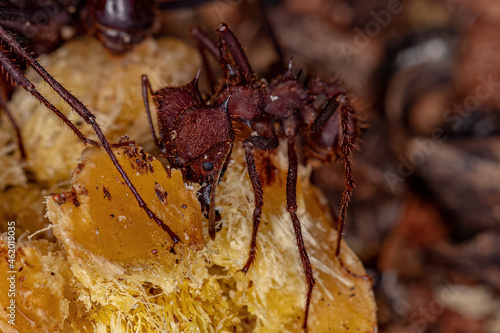 Atta Leaf-cutter Ant photo