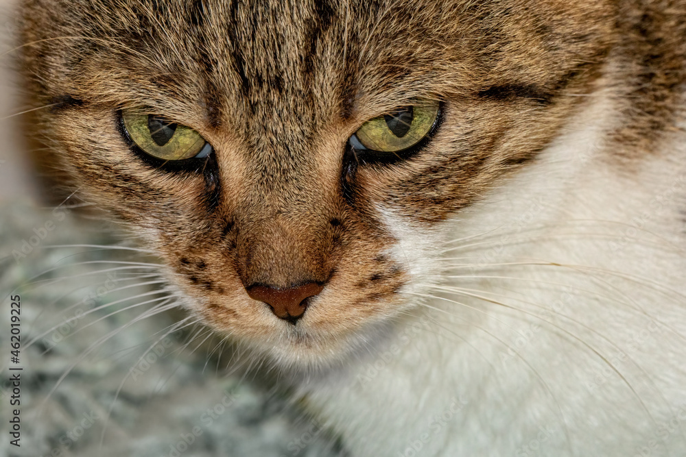 Portrait of a domestic cat.