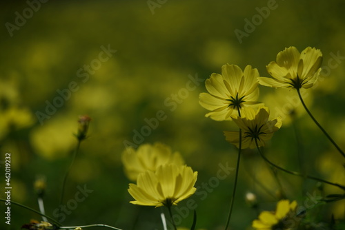 Light Yellow Flower of Cosmos in Full Bloom 