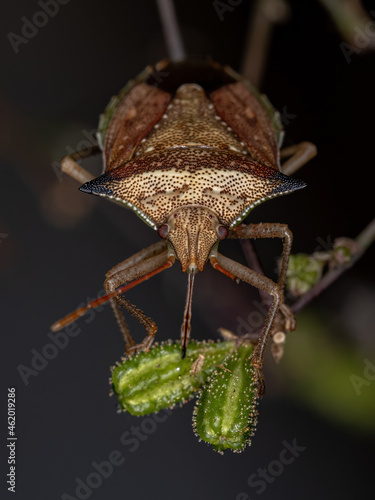 Adult Green belly bug photo