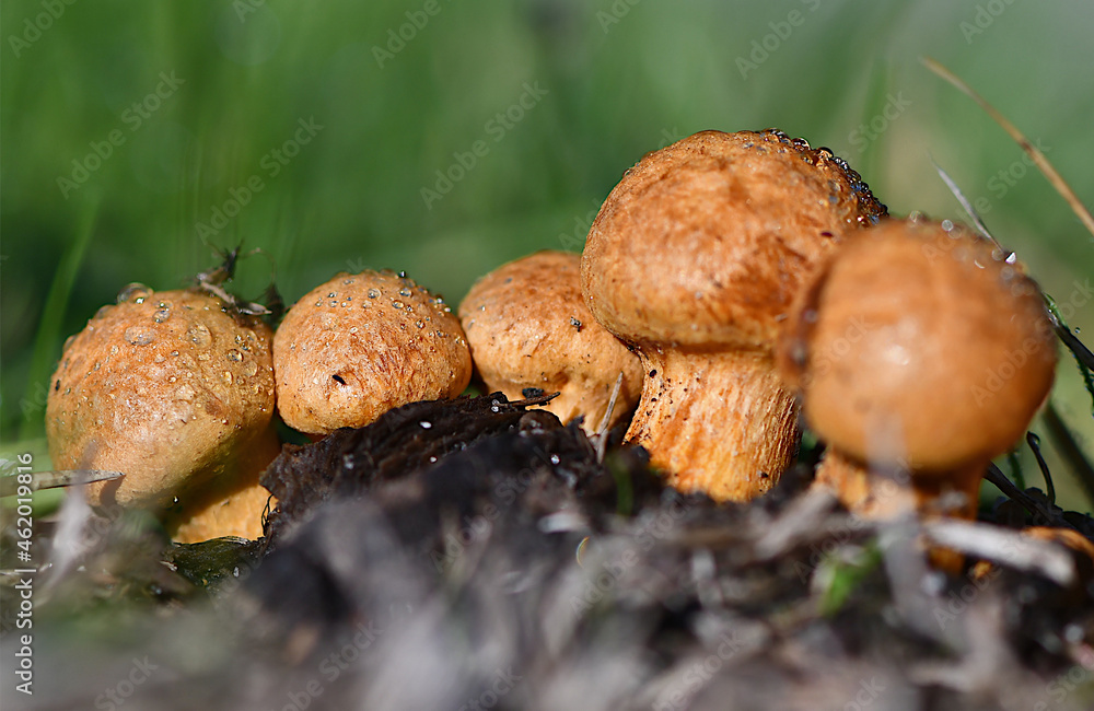 Fungi in the Wonthaggi Wetlands Condservation Park in Autumn, mushroom which may also be a toadstool Fungi in the Wonthaggi Wetlands Condservation Park in Autumn, mushroom which may also be a toadstool