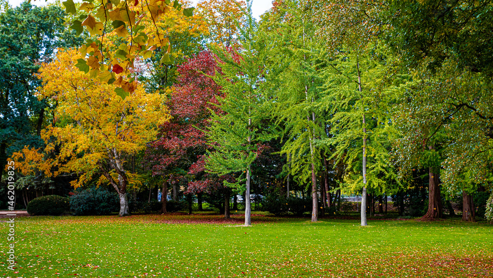 Naklejka premium Autumn In The Forest. maple autumn trees