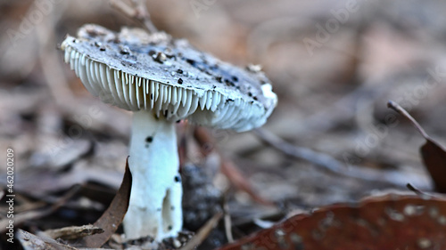 Fungi in the Wonthaggi Wetlands Condservation Park in Autumn, mushroom which may also be a toadstool photo