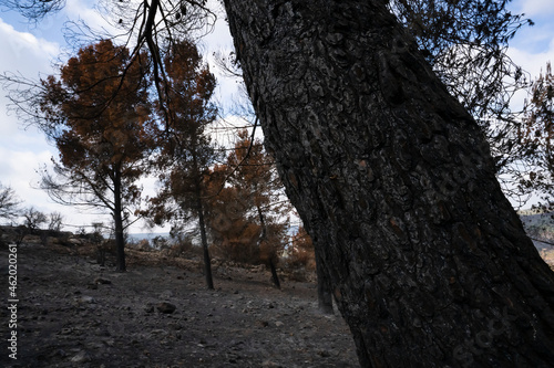A Forest after a Wildfire