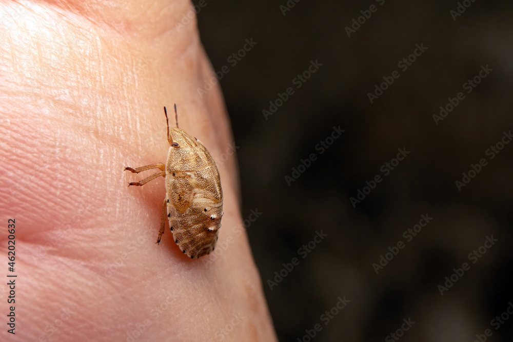 Obraz premium A lice on the human hand.