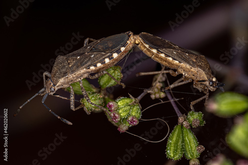 Adult Leaf-footed Bugs photo