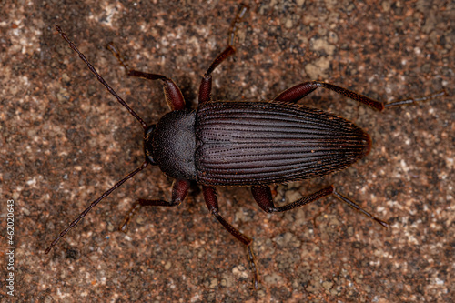 Adult Comb-clawed Darkling Beetle photo