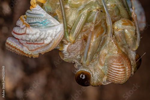 Adult Giant Cicada photo