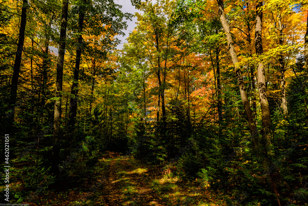 autumn in the forest