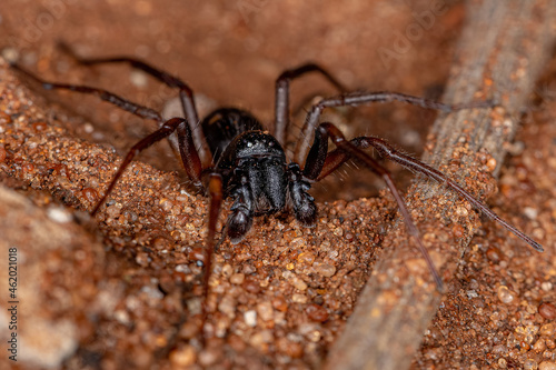 Male Adult Ant mimic Sac Spider photo