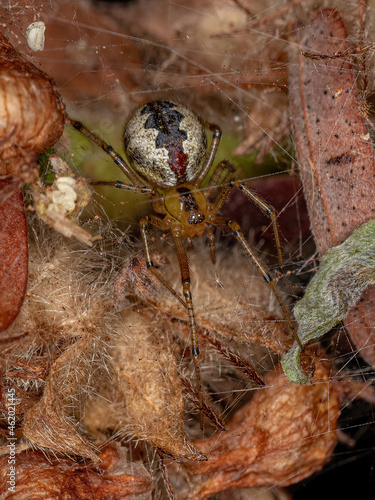 Adult Female Cobweb Spider photo