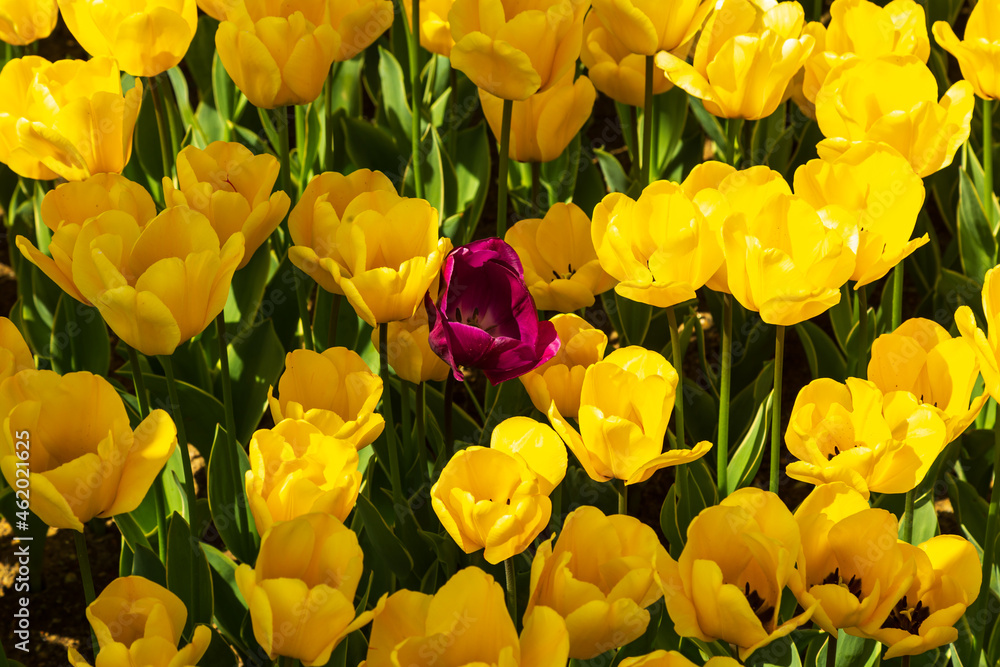 colorful flowers in a garden of Emirgan. Emirgan tulip festival, İstanbul. colorful flowers in a garden of Emirgan. Emirgan tulip festival, İstanbul.