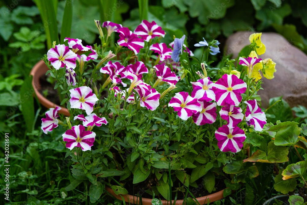 Naklejka premium petunia growing in cashpo in a garden
