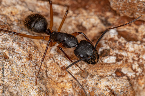 Foto Adult Female Carpenter Ant