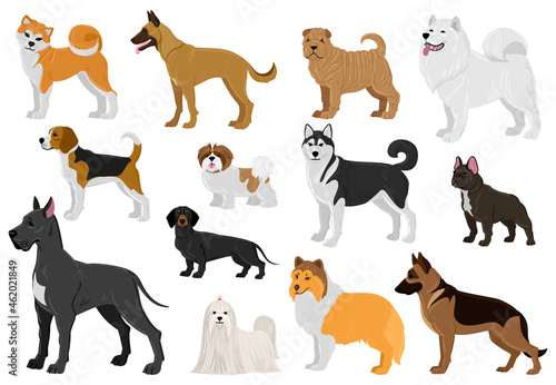 Cartoon dogs different breeds  funny domestic puppy pets. Husky  beagle  great dane  french bulldog and maltese dogs vector illustration set. Cute different breeds dogs