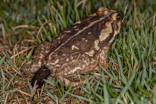 Adult Cururu Toad photo