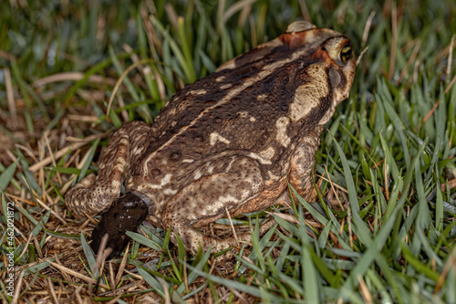 Canvas Print Adult Cururu Toad