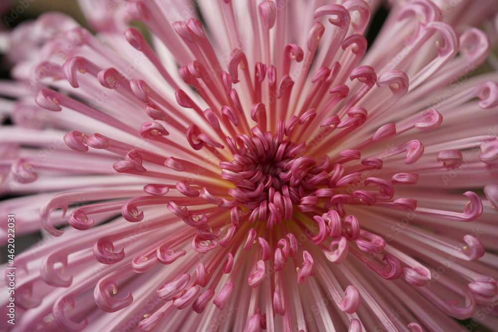 Faint Pink flower center of Chrysanthemum 'Kudamono' in full bloom
Faint Pink flower center of Chrysanthemum 'Kudamono' in full bloom