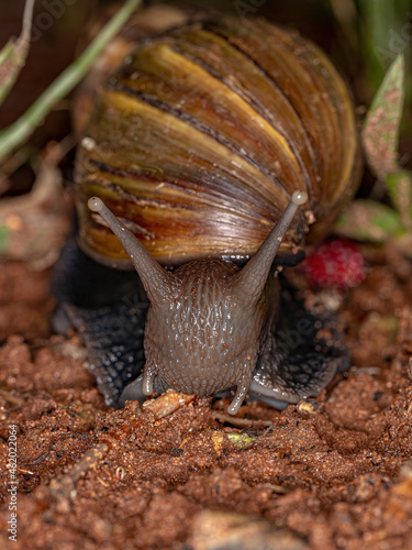 African Giant Snail photo