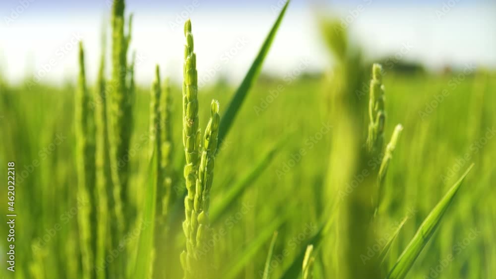 Rice Field In The Sunny Morning