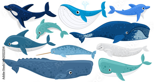 Cartoon underwater mammals, dolphin, beluga whale, orca, sperm whale. Marine animals, humpback whale, narwhal, killer whale vector illustration set. Underwater fauna whales photo