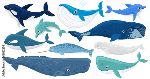 Cartoon underwater mammals, dolphin, beluga whale, orca, sperm whale. Marine animals, humpback whale, narwhal, killer whale vector illustration set. Underwater fauna whales