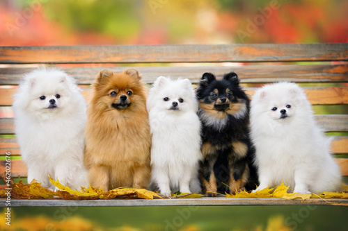 Foto five fluffy pomeranian spitz dogs sitting on a bench together in autumn